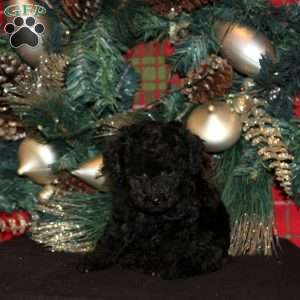 Quim, Miniature Poodle Puppy